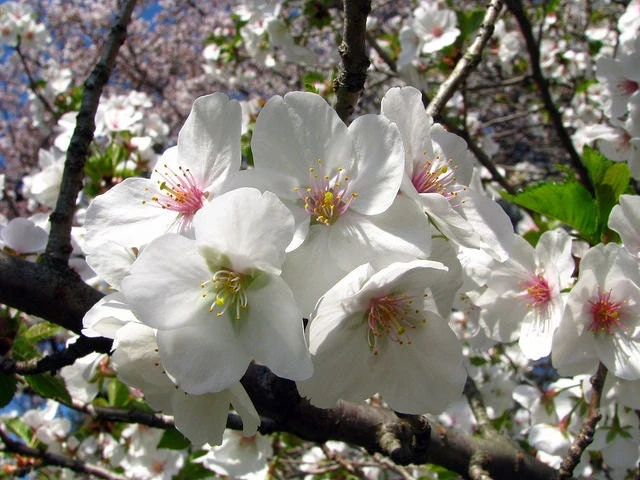 Snowgoose Flowering Cherry Tree Live Plant - 2.5 inch Pot, 6-14 inches Tall - Image 1