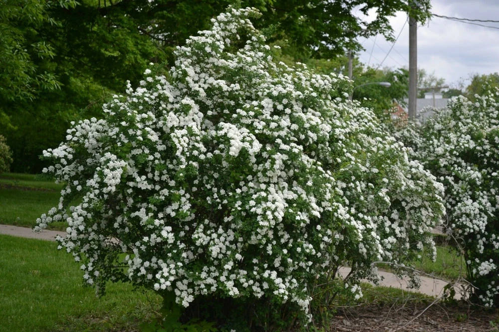 Snowmound Spirea Live Plant – 6-12 in Tall, Quart Pot – White Flowers Outdoor Shrub - Image 1