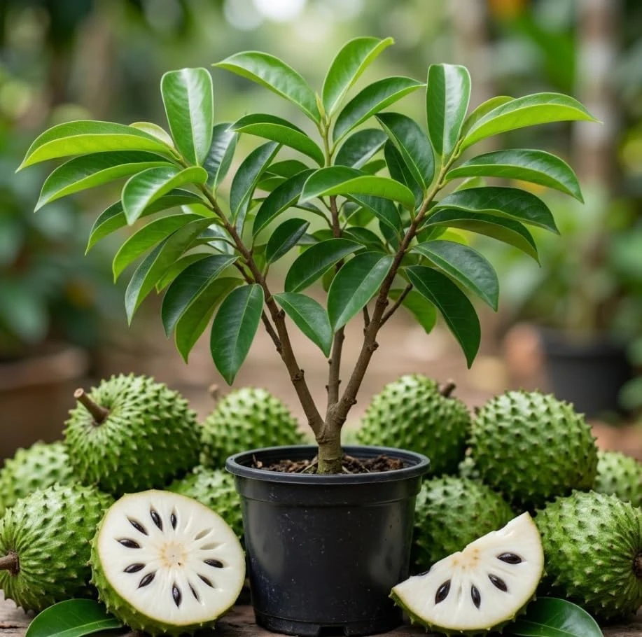 Soursop Live Plant 4" Pot - Guanabana Annona Muricata Fruit Tree 4-7" Tall - Image 1