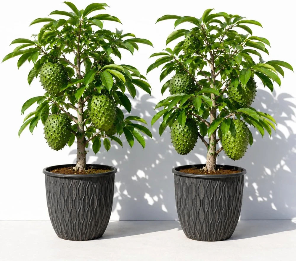 Soursop Live Plants Set of 2 - Guanabana Tropical Fruit Tree, 5-10 Inches Tall - Image 1