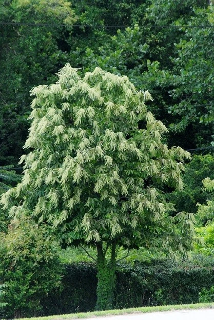 Sourwood Tree Seeds - Oxydendrum arboreum - 30 Seeds for Outdoor Planting - Image 2