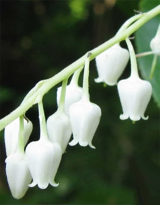 Sourwood Tree Seeds - Oxydendrum arboreum - 30 Seeds for Outdoor Planting - Image 1