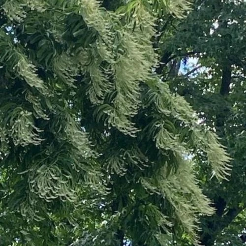 Sourwood Tree Seeds - Oxydendrum arboreum - 30 Seeds for Outdoor Planting - Image 3