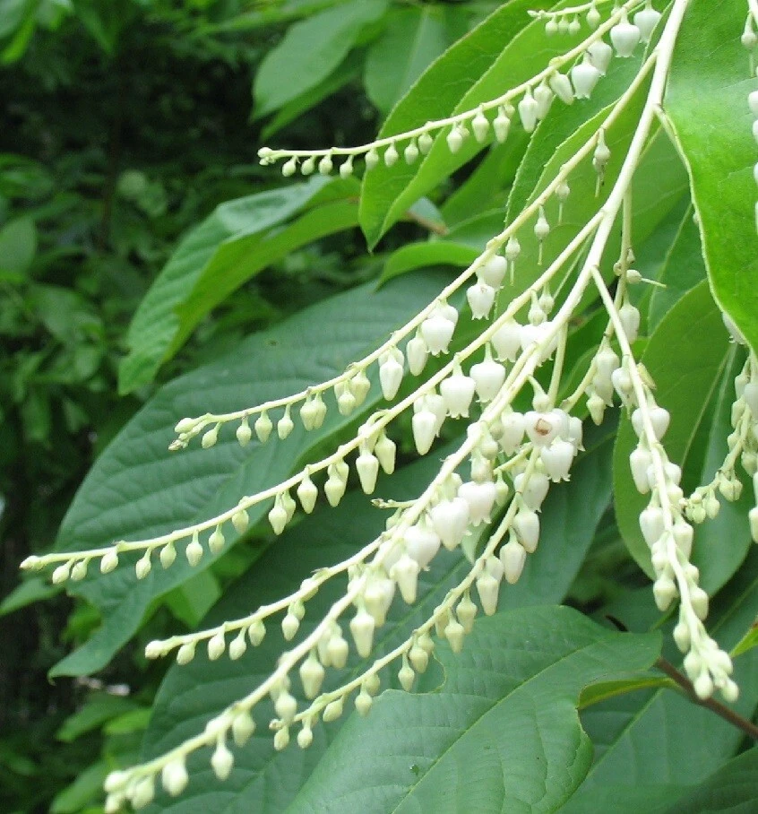 Sourwood Tree Seeds - Oxydendrum arboreum - 30 Seeds for Outdoor Planting - Image 4
