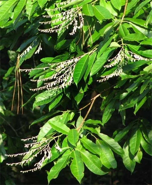 Sourwood Tree Seeds - Oxydendrum arboreum - 30 Seeds for Outdoor Planting - Image 5