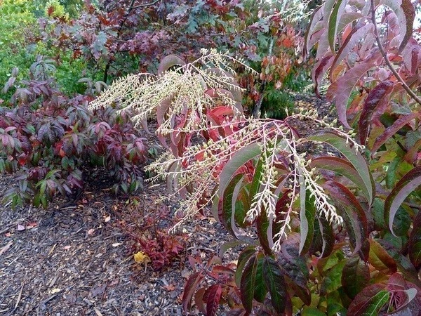 Sourwood Tree Seeds - Oxydendrum arboreum - 30 Seeds for Outdoor Planting - Image 6