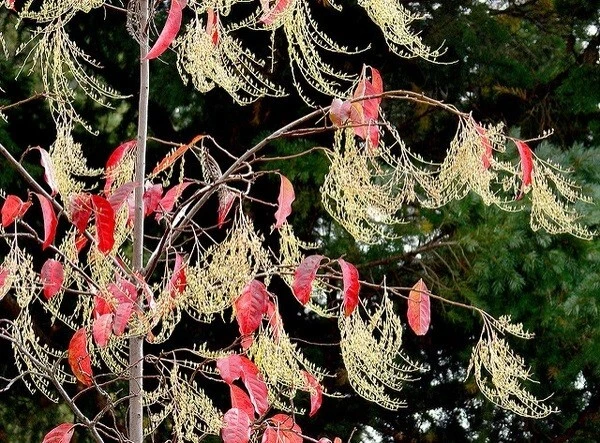 Sourwood Tree Seeds - Oxydendrum arboreum - 30 Seeds for Outdoor Planting - Image 7