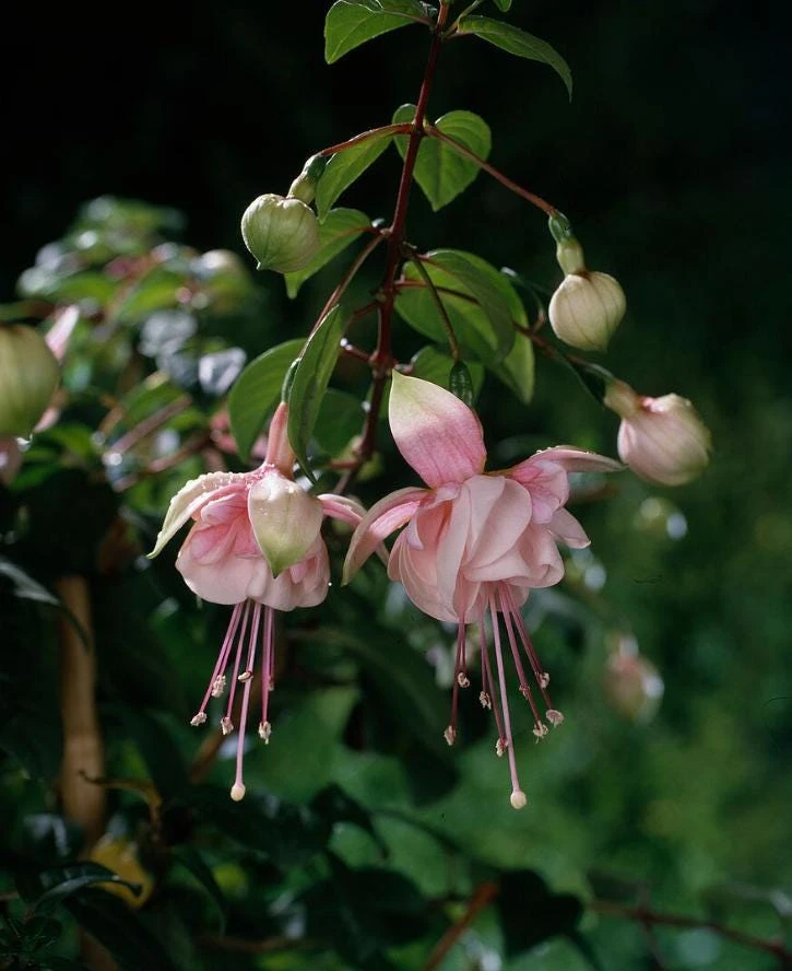 Southgate Fuchsia Live Plant – 5" Pot – Pink & White Blooms, Hummingbird Attractor - Image 1