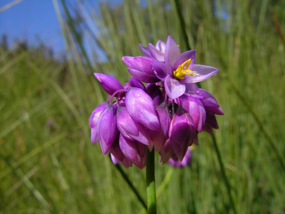 Sowerbaea Juncea Seeds - Scented Vanilla Lily - 20 Seeds - Perennial - Image 1