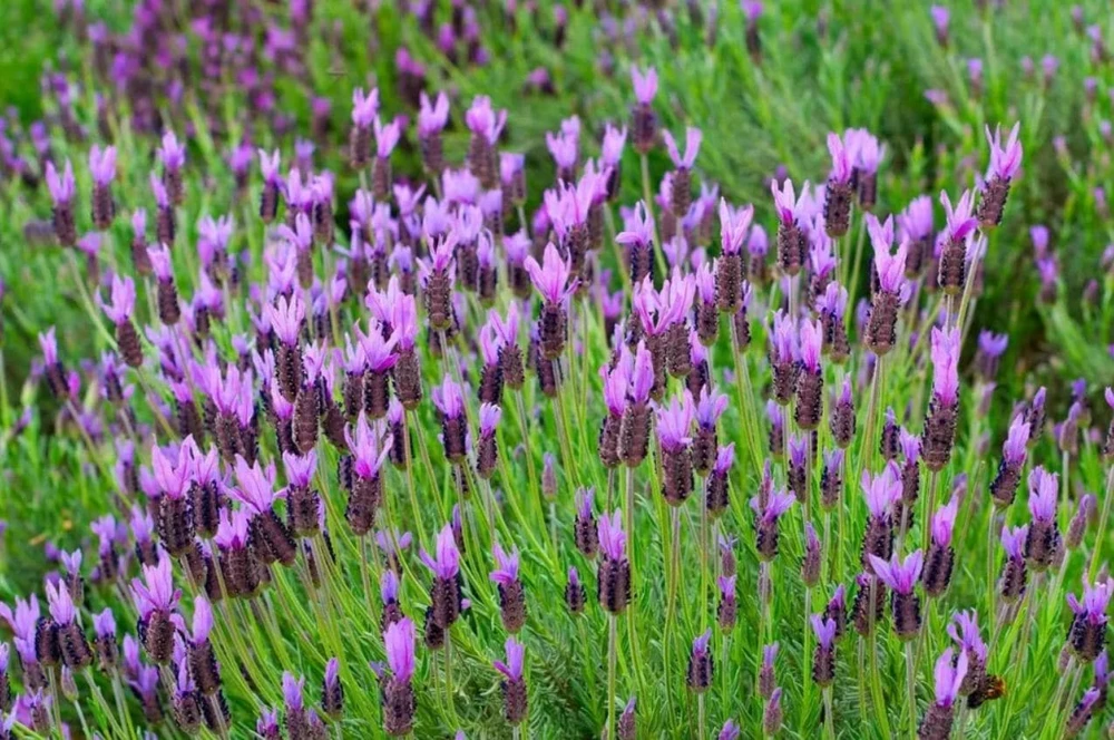 Spanish Lavender Live Plant – Fragrant Flowering Shrub – 3" Pot – Outdoor/Indoor - Image 1