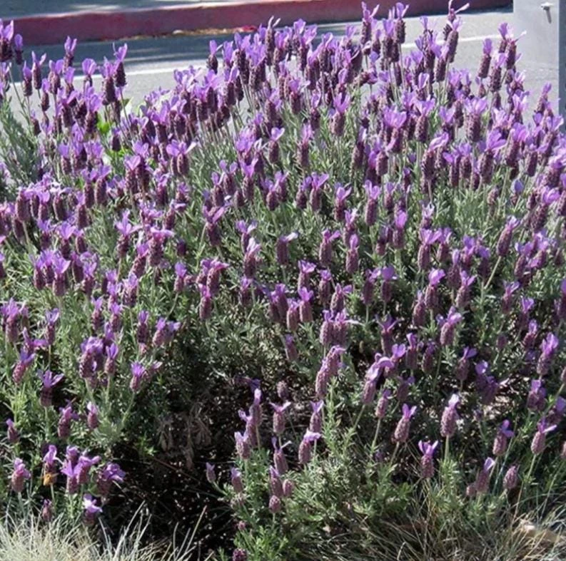 Spanish Lavender Live Plants - 2 Pack, 3 inch Pot - Drought Tolerant Herb - Image 1