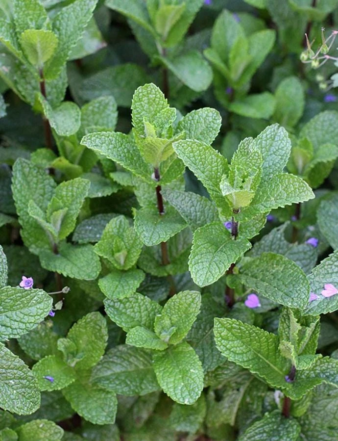 Spearmint Live Plant – Aromatic Mint Herb – 3 Inch Pot – Culinary & Tea Garden - Image 1