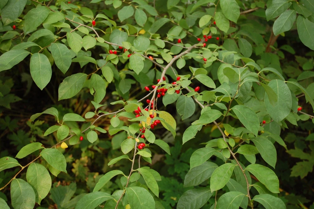 Spice Bush Live Plant (Lindera benzoin) - 4" Quart Pot, 10-14" Height - Native Shrub for Birds - Image 1