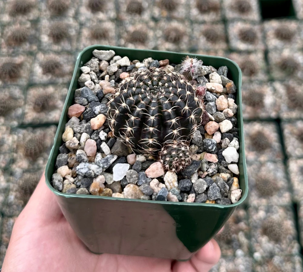 Spider Web Cactus Live Plant - Lobivia Arachnacantha in 3.5" Pot - Image 1