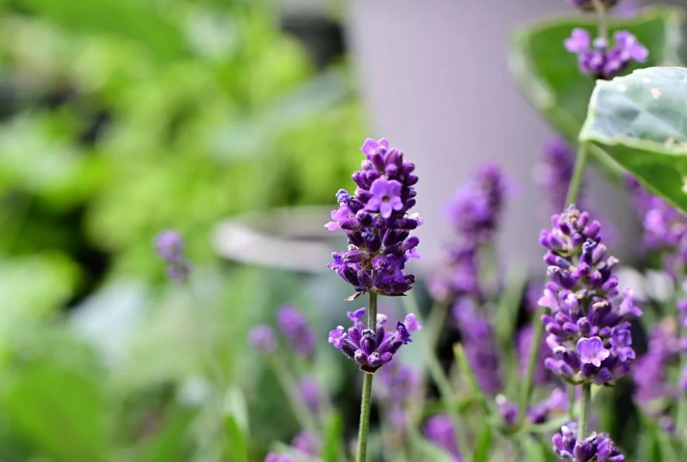 Spiked Broadleaf Lavender Live Plant – 3" Pot – Aromatic Herb for Pollinators - Image 2