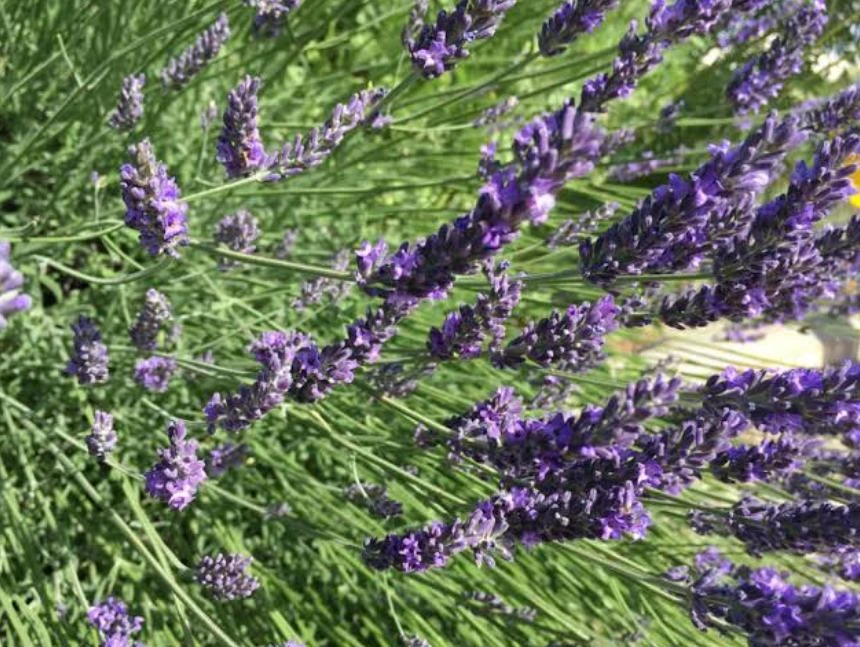 Spiked Broadleaf Lavender Live Plant – 3" Pot – Aromatic Herb for Pollinators - Image 3