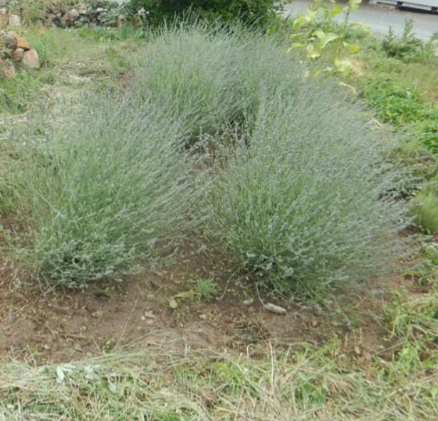 Spiked Broadleaf Lavender Live Plant – 3" Pot – Aromatic Herb for Pollinators - Image 4