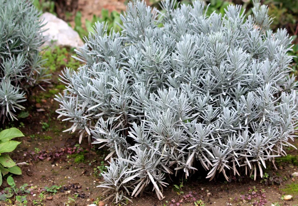 Spiked Broadleaf Lavender Live Plant – 3" Pot – Aromatic Herb for Pollinators - Image 5