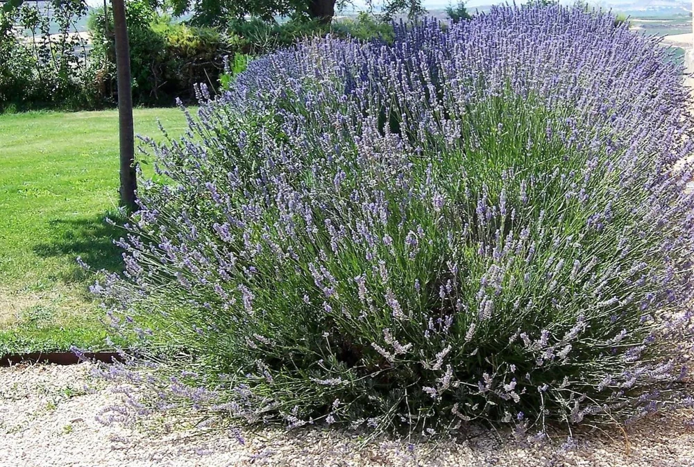 Spiked Broadleaf Lavender Live Plant – 3" Pot – Aromatic Herb for Pollinators - Image 1