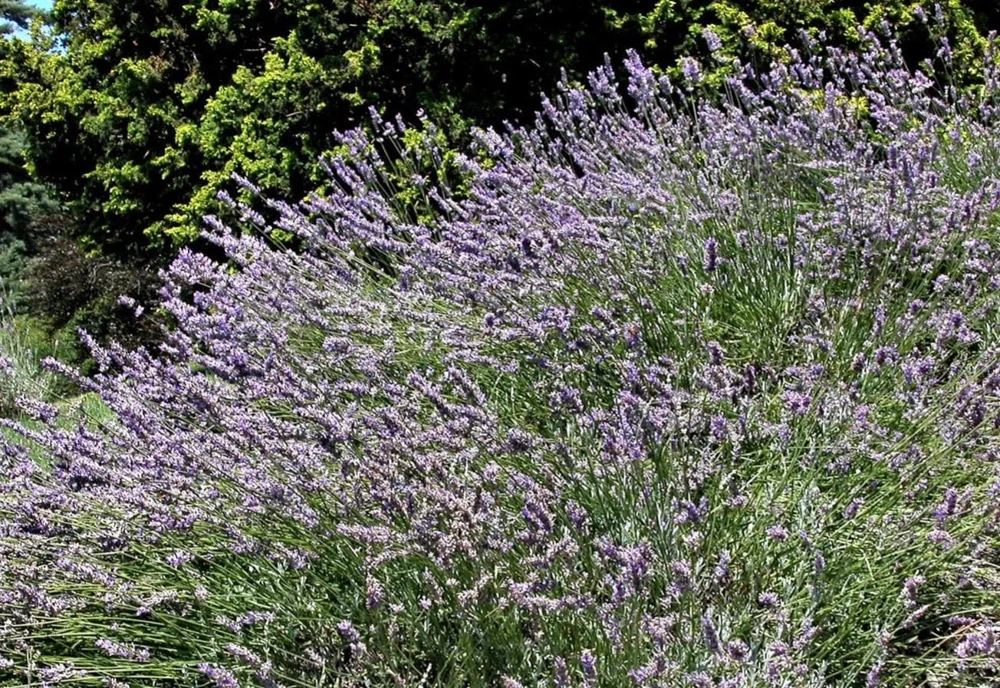 Spiked Broadleaf Lavender Live Plant – 3" Pot – Aromatic Herb for Pollinators - Image 6