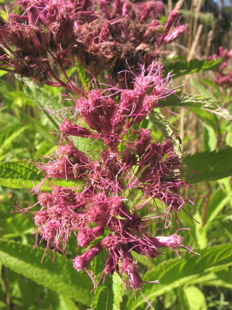 Spotted Joe Pye Weed Seeds - Eupatorium maculatum Perennial - 10 Seeds - Image 1