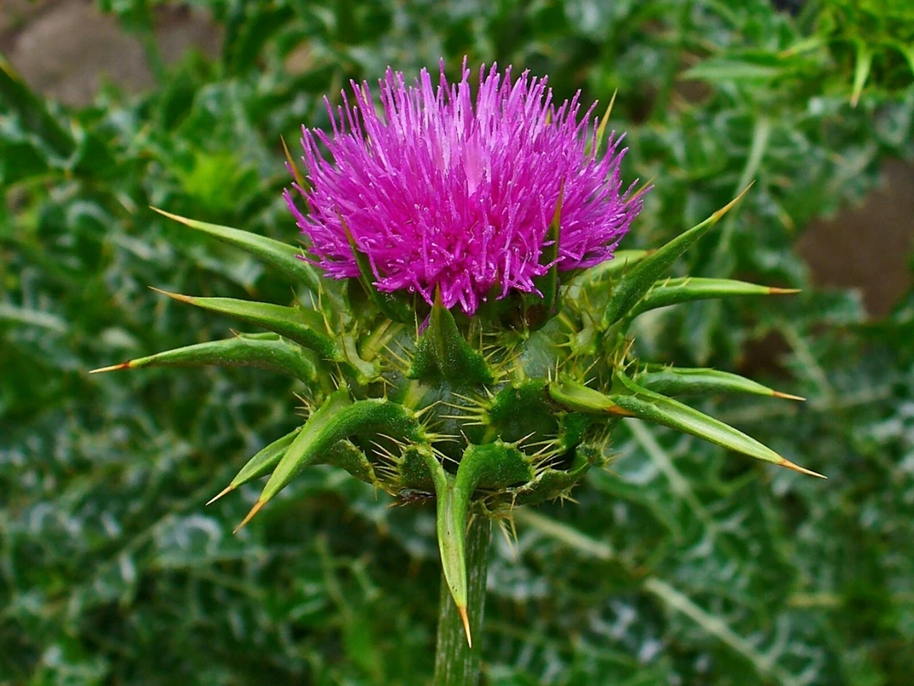 St Mary Thistle Variegated Seeds - 30 Count Perennial Seed for Garden - Image 1