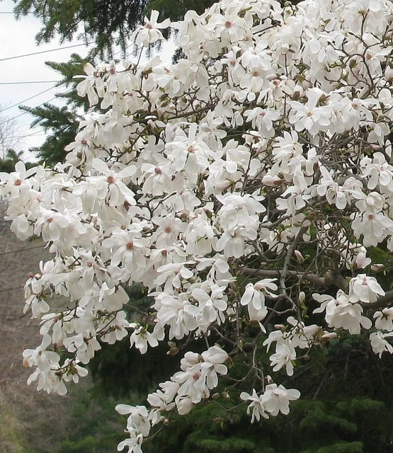 Star Magnolia Live Plant - 1 Gallon Pot, Fragrant White Flowers, Zones 4-9 - Image 1