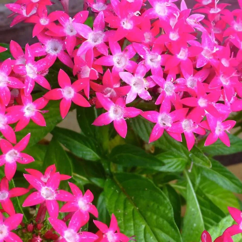 Starburst Pentas Live Plants - Set of 4, 3-6 Inches Tall, Flowering Perennial Shrub, Outdoor Garden - Image 1