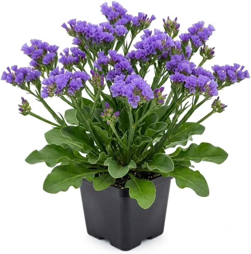 Statice Blue Seas Flower Live Plant, Limonium Sinuatum, 4 Inch Pot, Blue-Violet - Image 1