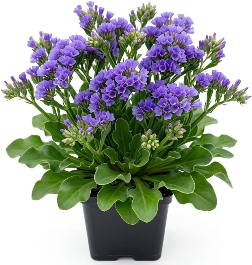 Statice Blue Seas Live Plant - Limonium sinuatum Sea Lavender Flower, 4 Inch Pot - Image 1