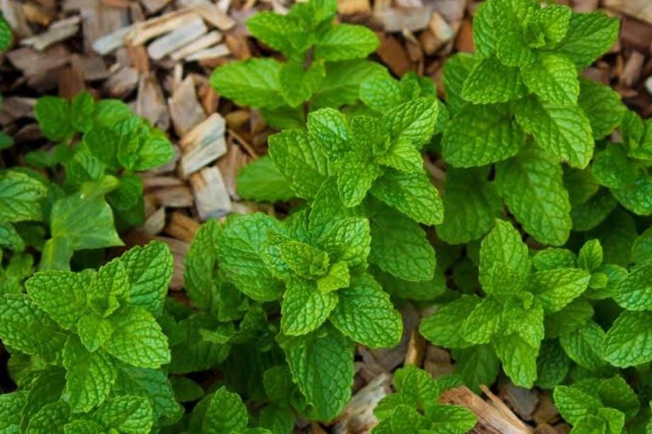 Strawberry Mint Live Plant – 3 inch Pot – Aromatic Culinary Herb - Image 1