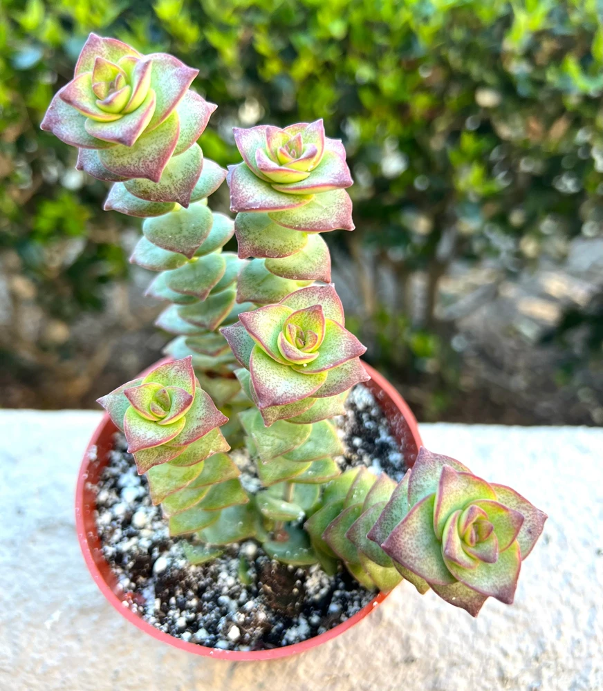 String of Buttons Succulent Live Plant – Crassula perforata – Trailing Houseplant in 4'' Pot - Image 1