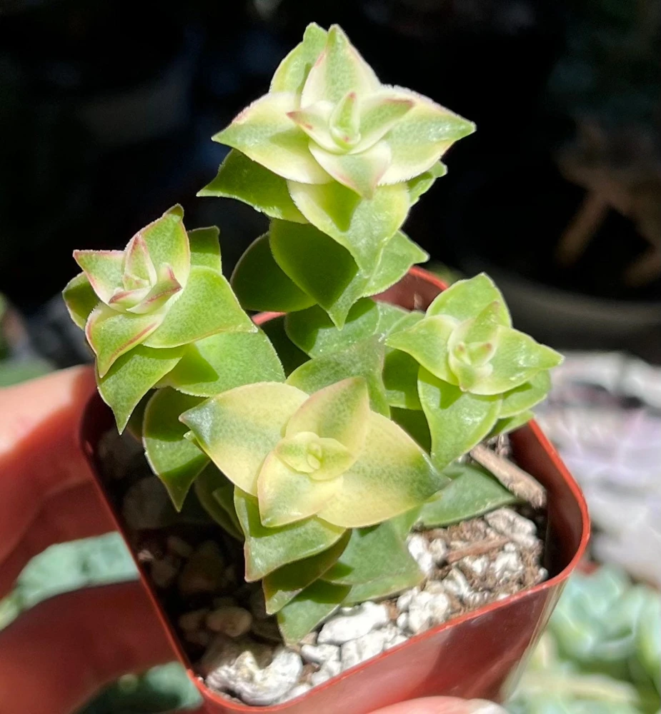 String of Buttons Succulent Live Plant - Crassula Perforata - Trailing - 2 inch Pot - Image 1