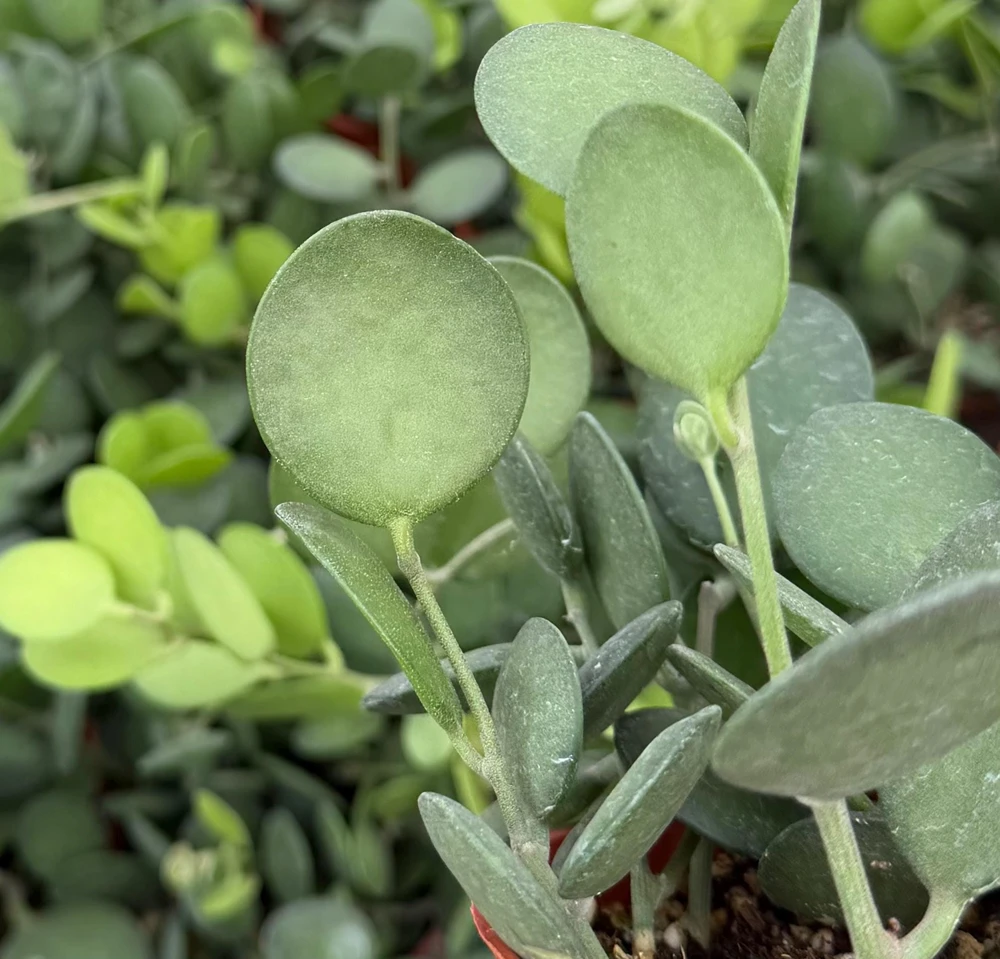 String of Coins Live Plant - Silver Dollar Vine (Xerosicyos Danguyi) in 4" Pot - Indoor Trailing Succulent - Image 2