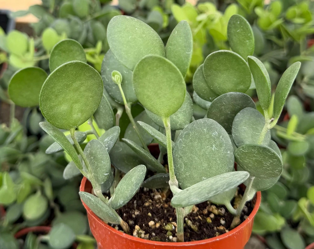 String of Coins Live Plant - Silver Dollar Vine (Xerosicyos Danguyi) in 4" Pot - Indoor Trailing Succulent - Image 3