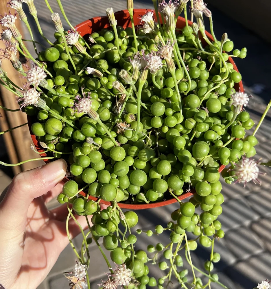 String of Pearls Live Plant – Trailing Succulent in 6'' Hanging Basket – Indoor - Image 1