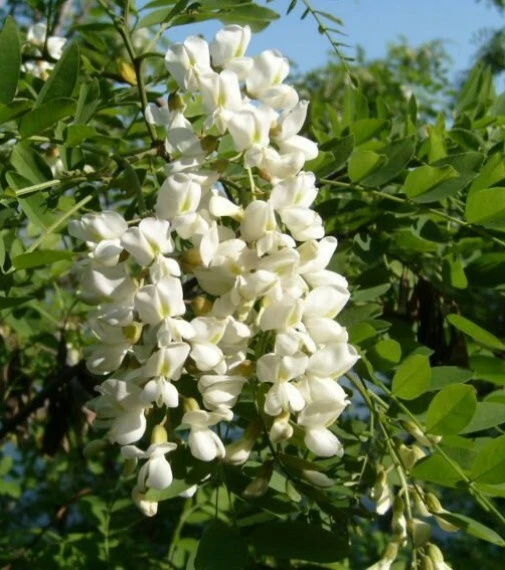 Styphnolobium Sophora japonica Pagoda tree 5 seeds - Image 1