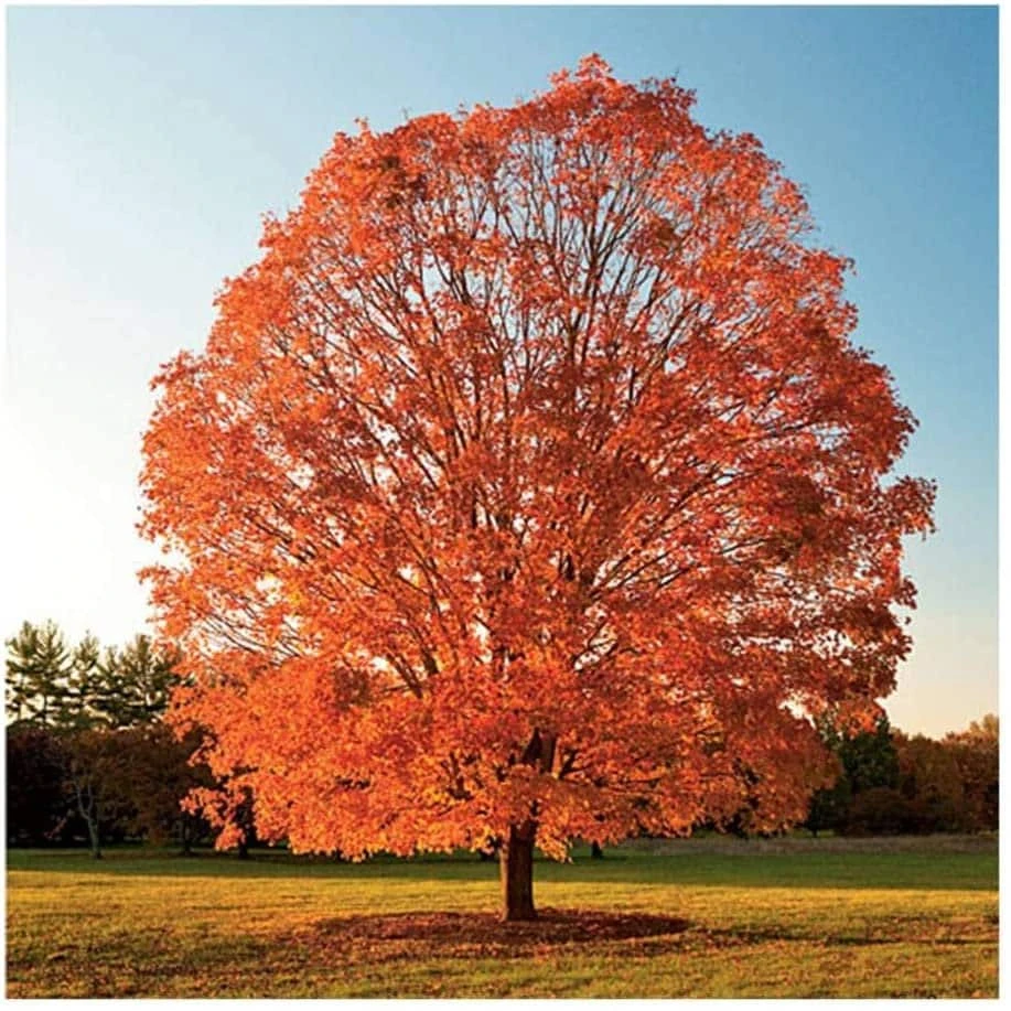 Sugar Maple Tree Live Plant - 1 Gallon Pot, 18-28" Tall - Outdoor Shade Tree - Image 1