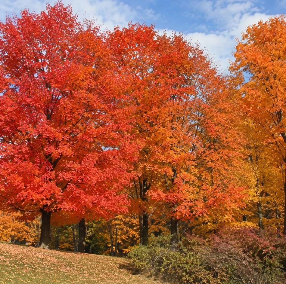 Sugar Maple Tree Live Plant - 10-16" Tall, Fast Growing Shade Tree, Hardy Acer saccharum - Image 1