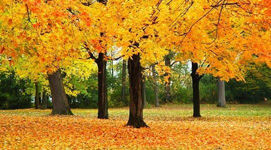 Sugar Maple Tree – Live Plant – 10-18" Tall – Quart Pot – Outdoor - Image 2