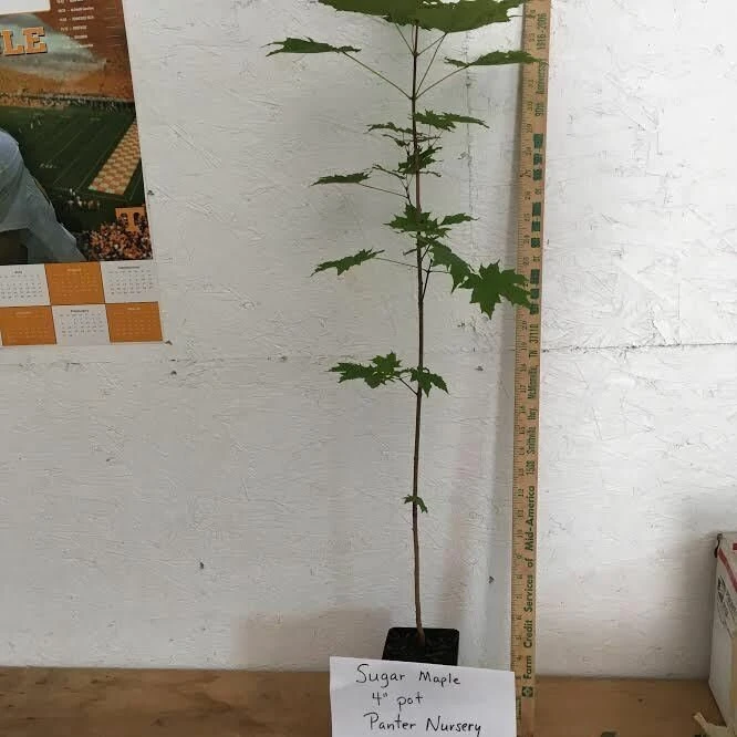 Sugar Maple Tree – Live Plant – 10-18" Tall – Quart Pot – Outdoor - Image 3