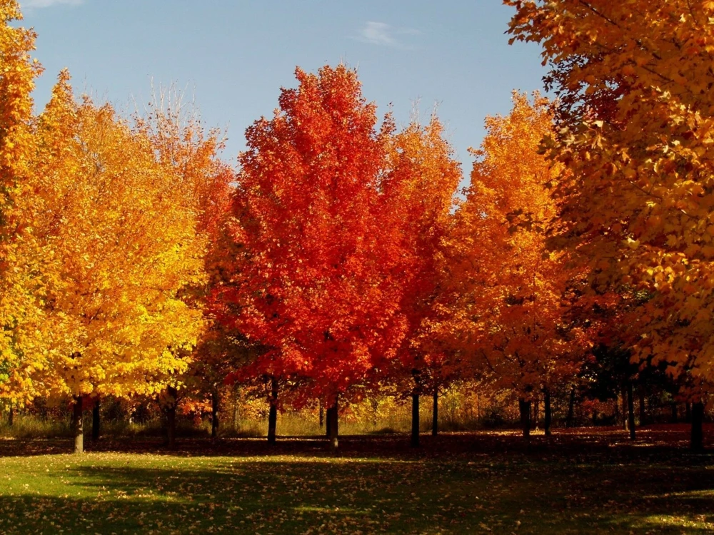 Sugar Maple Tree – Live Plant – 10-18" Tall – Quart Pot – Outdoor - Image 4