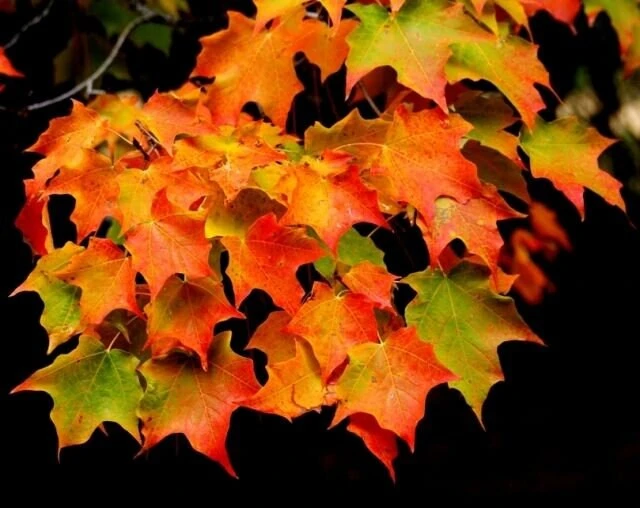 Sugar Maple Tree – Live Plant – 10-18" Tall – Quart Pot – Outdoor - Image 5