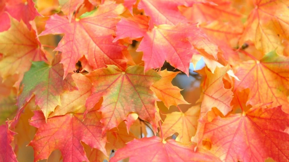 Sugar Maple Tree – Live Plant – 10-18" Tall – Quart Pot – Outdoor - Image 6