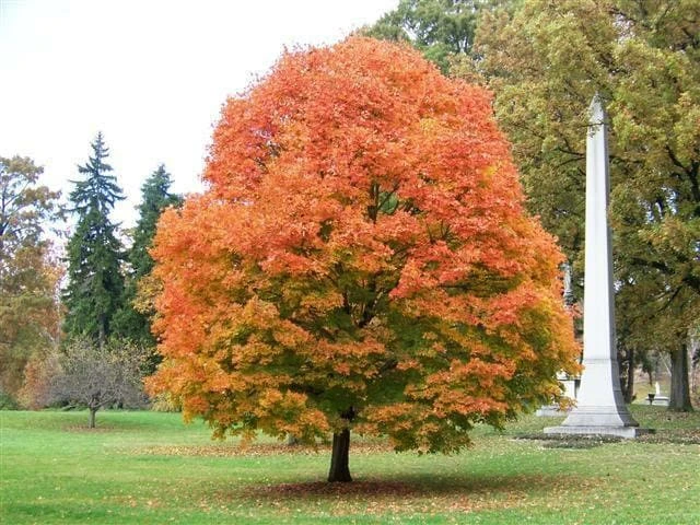 Sugar Maple Tree – Live Plant – 10-18" Tall – Quart Pot – Outdoor - Image 1