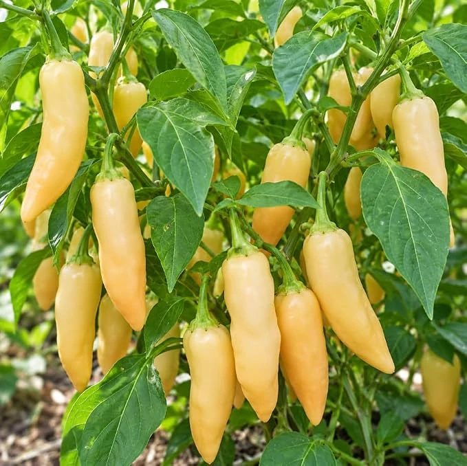 Sugar Rush Pepper Live Plant - Hot Pepper Plant, 4 inch Pot, Outdoor Garden - Image 1