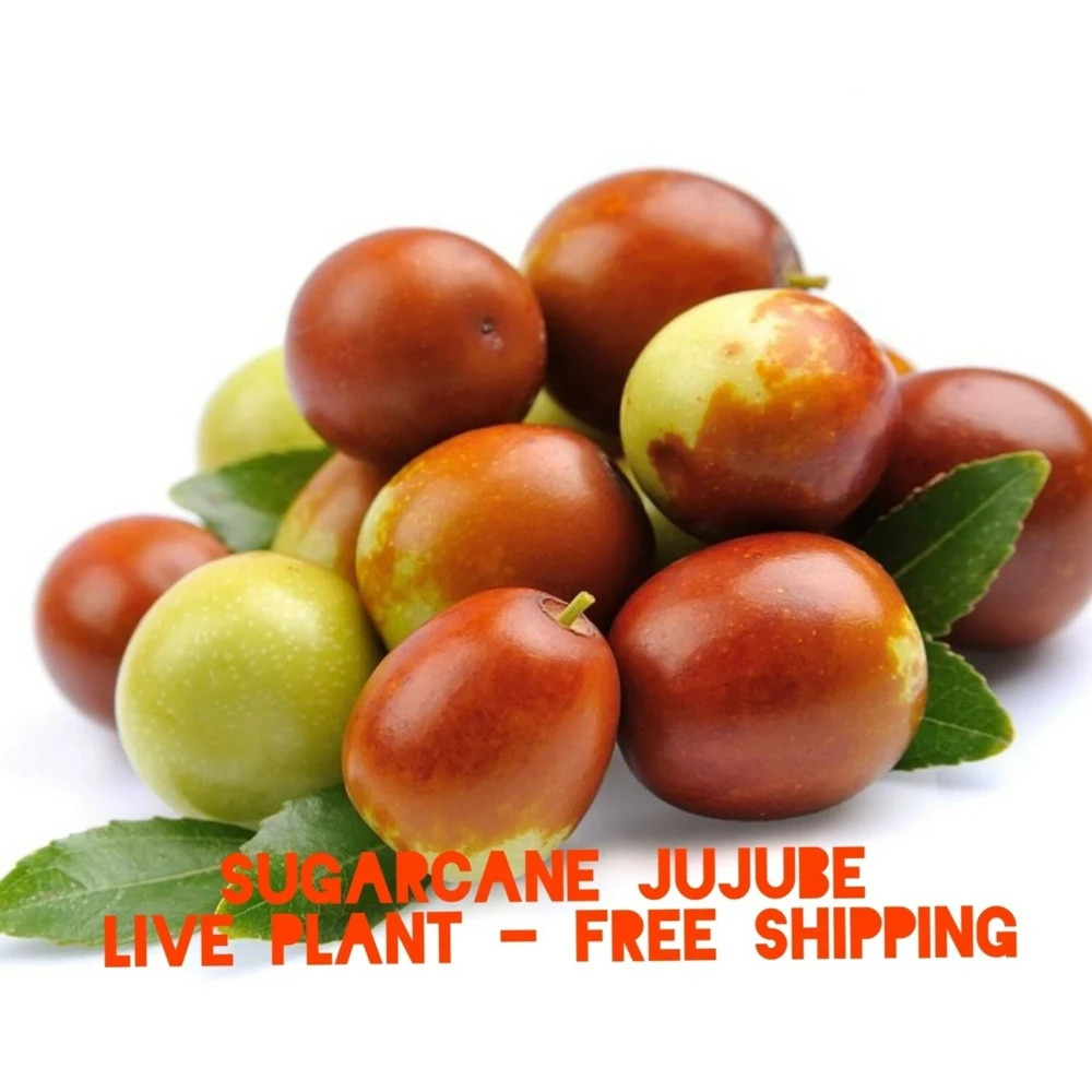 Sugarcane Jujube Live Plant & Seeds - Ziziphus jujuba Chinese Date - Image 1