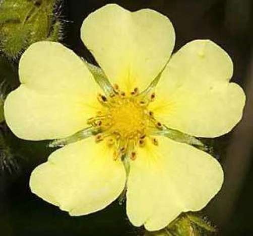 Sulphur Cinquefoil Seeds - Potentilla recta - 10 Seeds - Perennial - Image 2