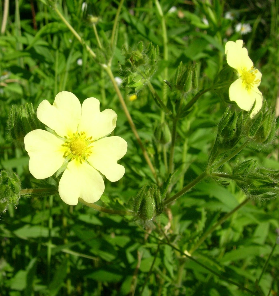 Sulphur Cinquefoil Seeds - Potentilla recta - 10 Seeds - Perennial - Image 3