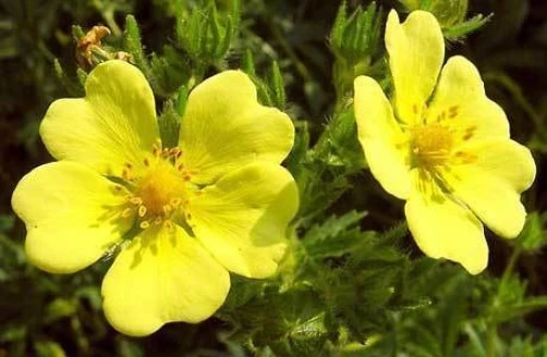 Sulphur Cinquefoil Seeds - Potentilla recta - 10 Seeds - Perennial - Image 1